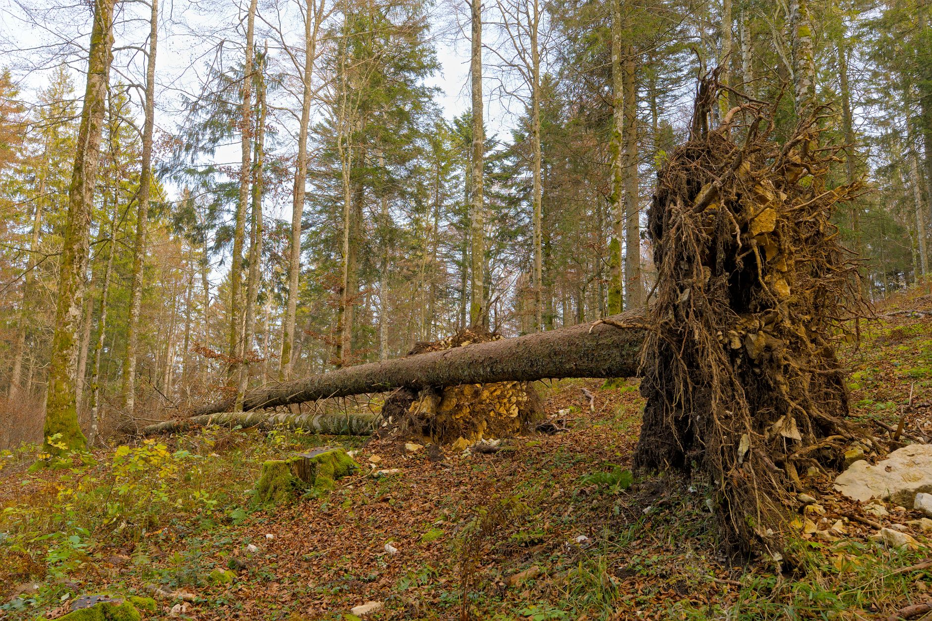 Enlèvement arbre urgence équipe à Fort-de-France